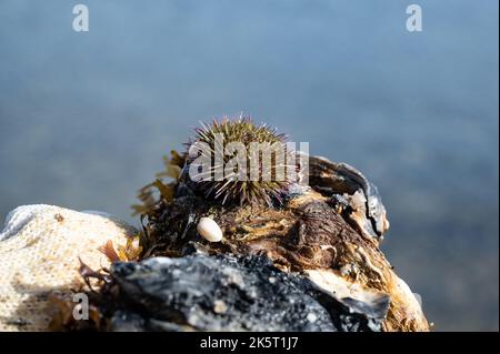 Oursin vert ou oursin de mer de rivage (Psammechinus miliaris) sur une coquille d'huître Banque D'Images