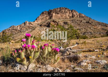 Cactus de hérisson de fraise, Bulldog Knolls, près de la zone naturelle de Joshua Tree, montagnes Beaver Dam, désert de Mojave, Utah, États-Unis Banque D'Images