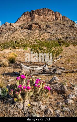 Cactus de hérisson de fraise, Bulldog Knolls, près de la zone naturelle de Joshua Tree, montagnes Beaver Dam, désert de Mojave, Utah, États-Unis Banque D'Images