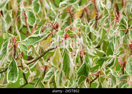 Cornus contrevversa 'Variegata', arbre à gâteau de mariage, cornouiller de table varié. Feuilles ovées en automne Banque D'Images