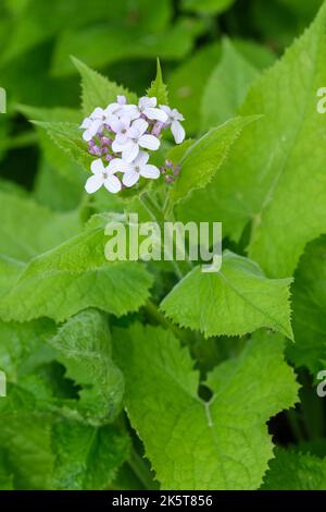 Lunaria rediviva, l'honnêteté vivace, les fleurs blanches, début du printemps Banque D'Images