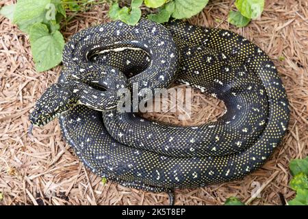 Australian Diamond Python ; Morelia spilota spillota Banque D'Images