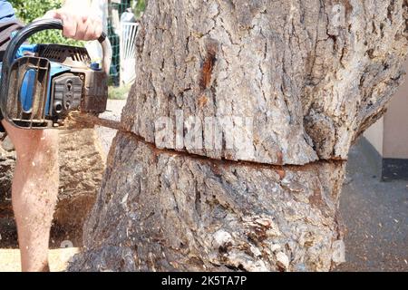 Tronçonneuse en action pour couper le bois. L'ouvrier coupe un tronc d'arbre en rondins avec une scie. Gros plan d'une scie en mouvement, sciure volante sur les côtés. Boiseries Banque D'Images