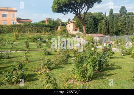 Rome, Italie - octobre 2022 - Roseto Comunale, la roseraie municipale, l'un des jardins les plus romantiques de Rome, sur la colline de l'Aventin Banque D'Images