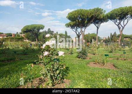 Rome, Italie - octobre 2022 - Roseto Comunale, la roseraie municipale, l'un des jardins les plus romantiques de Rome, sur la colline de l'Aventin Banque D'Images