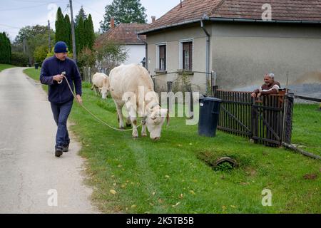 homme local marchant ses deux vaches laitières dans le pâturage à travers un petit hameau rural voie zala county hongrie Banque D'Images