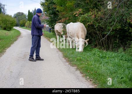 homme local marchant ses deux vaches laitières dans le pâturage à travers un petit hameau rural voie zala county hongrie Banque D'Images