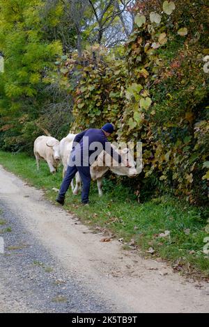 homme local marchant ses deux vaches laitières dans le pâturage à travers un petit hameau rural voie zala county hongrie Banque D'Images