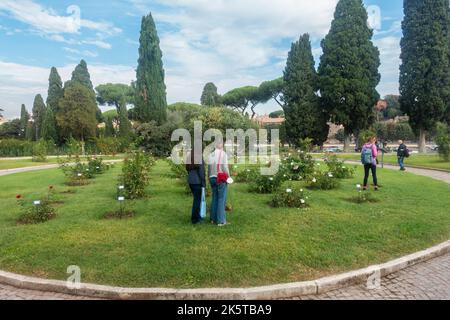 Rome, Italie - octobre 2022 - Roseto Comunale, la roseraie municipale, l'un des jardins les plus romantiques de Rome, sur la colline de l'Aventin Banque D'Images