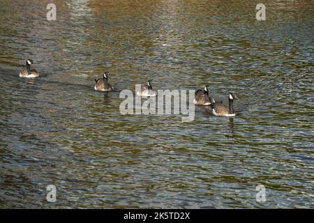 vue sur le port intérieur de baltimore maryland Banque D'Images