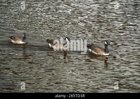vue sur le port intérieur de baltimore maryland Banque D'Images
