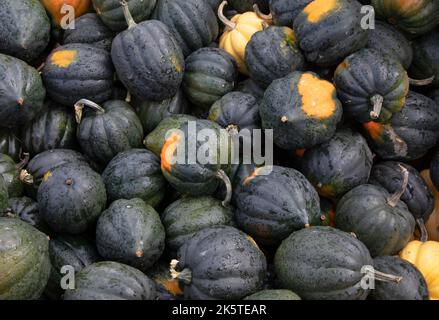 Le courge d'Acorn frais d'un marché agricole le jour frais de l'automne au Canada Banque D'Images