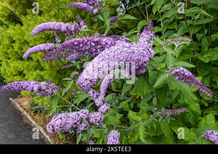 Gros plan de violet Buddleia davidi fleurs fleurir en plein été Angleterre Royaume-Uni GB Grande-Bretagne Banque D'Images