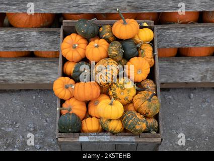 Petits citrouilles et courges à vendre sur le terrain pendant la récolte en automne sur un marché agricole Banque D'Images