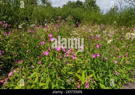 Gros plan de Willowherb poilu rose et blanc Meadowsweet fleurs sauvages marécage zone de marais en été Cumbria Angleterre Royaume-Uni GB Grande-Bretagne Banque D'Images