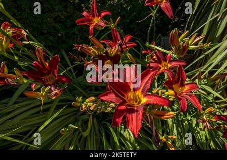 Gros plan des nénuphars de jour rouge et jaune nénuphars herocallis fleurs croissant dans un jardin Angleterre Royaume-Uni Royaume-Uni Grande-Bretagne Banque D'Images