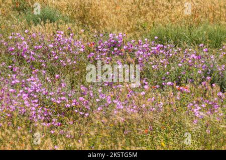 Convolvulus althaeoides, Field of Mallow Bindweed grandir sauvage Banque D'Images