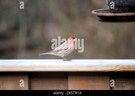 Redpoll commun (Carduelis flammea) Homme Banque D'Images