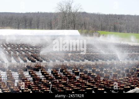 Entreprise agricole arrosage de l'inventaire des plantes Banque D'Images