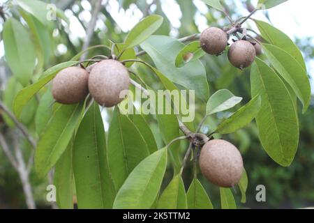 Foyer sélectif de fruits de saponilla dans le jardin avec un arrière-plan flou. Le nom scientifique est Manilkara zapota L. les autres noms de ce fruit sont sap Banque D'Images