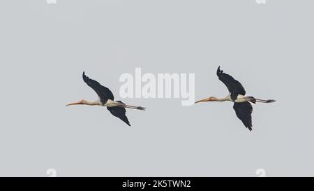 Vue panoramique de deux cigognes peintes volant dans le ciel Banque D'Images