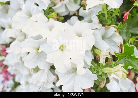 Petunia Night Sky, violet, rose, blanc, rouge, Fleurs à pois violets dans une exposition de pétunias mixtes Petunia avec des hybrides Banque D'Images