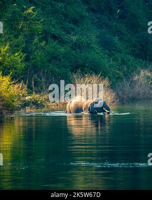 éléphant d'asie sauvage ou tueur avec de grandes défenses nageant dans l'eau ou traversant la rivière ramganga dans la zone dhikala de la forêt du parc national jim corbett Banque D'Images