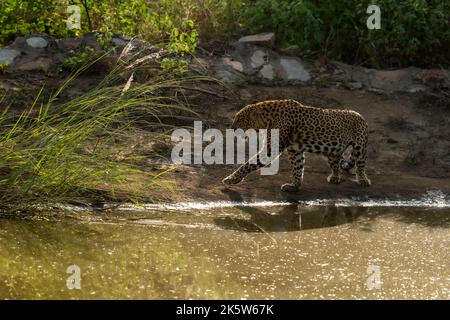 léopard ou panthère femelle sauvage ou panthera pardus fusca sur une promenade près du trou d'eau naturel pendant la saison verte de mousson dans la réserve de léopard jhalana safari Banque D'Images