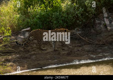 léopard ou panthère femelle sauvage ou panthera pardus fusca sur une promenade près du trou d'eau naturel pendant la saison verte de mousson dans la réserve de léopard jhalana safari Banque D'Images