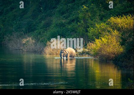 éléphant d'asie sauvage ou tusker avec de grandes défenses nageant dans l'eau ou traversant la rivière ramganga dans la zone dhikala de la forêt du parc national jim corbett Banque D'Images