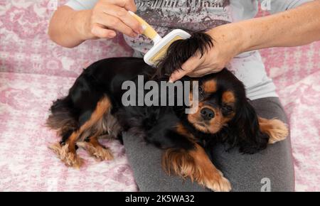 Femme méconnaissable peignant la fourrure noire et brune du chien décontracté et heureux cavalier Charles King Puppy sur les genoux par brosse Banque D'Images