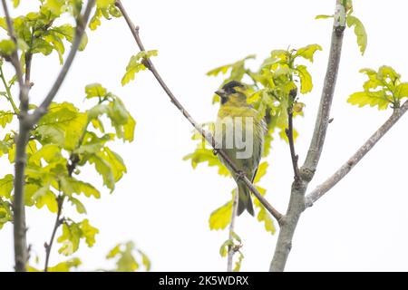 Un petit siskin eurasien perché sur une branche de chêne avec des feuilles fraîches le jour du printemps en Estonie Banque D'Images