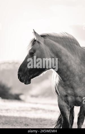 Chevaux sauvages dans les champs de Wassenaar aux pays-Bas. Banque D'Images