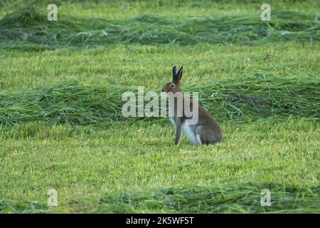 Un lièvre de montagne solitaire, Lepus timidus sur un champ avec du foin fraîchement coupé. Tourné un matin d'été en Finlande Banque D'Images