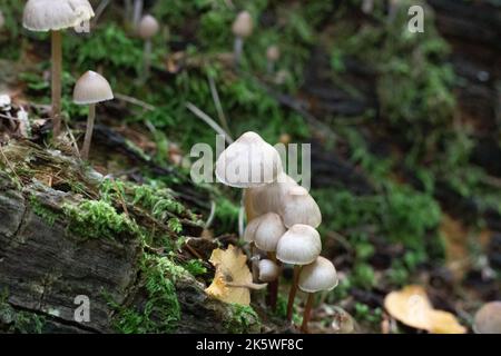 Champignons dans les bois sur des rondins avec de la mousse verte Banque D'Images