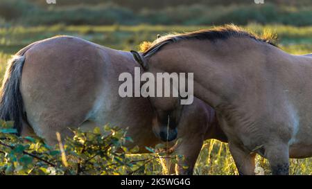 Chevaux sauvages dans les champs de Wassenaar aux pays-Bas. Banque D'Images