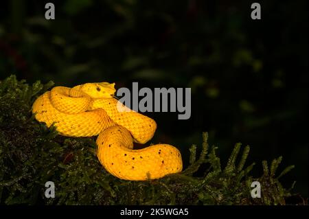 Vipère de la paupière (Bothriechis schlegelii) de coloration jaune, enroulé sur la branche, Costa Rica. Banque D'Images