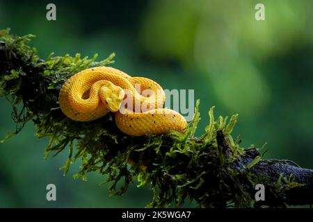 Vipère de la paupière (Bothriechis schlegelii) de coloration jaune, enroulé sur la branche, Costa Rica. Banque D'Images