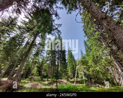 Une photo à angle bas des arbres et du ciel Banque D'Images