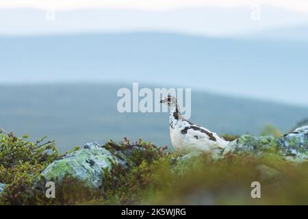 Alerte oiseau de chasse de taille moyenne Ptarmigan de roche debout sur une surface rocheuse dans le parc national d'Urho Kekkonen, dans le nord de la Finlande Banque D'Images
