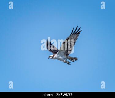 Un Osprey (Pandion haliatus) capture un poisson dans la réserve naturelle du bassin de Sepulveda à Van Nuys, CA. Banque D'Images