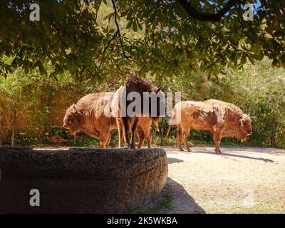 Petit zoo Lange Erlen ou Erlen-Verein Basel. Zoo gratuit fondé en 1871 avec la plupart des animaux indigènes, bisons Banque D'Images