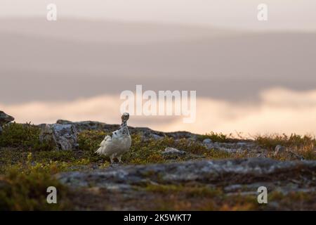 Lagopède rocheux debout sur la végétation tôt le matin au lever du soleil dans le parc national d'Urho Kekkonen, dans le nord de la Finlande Banque D'Images