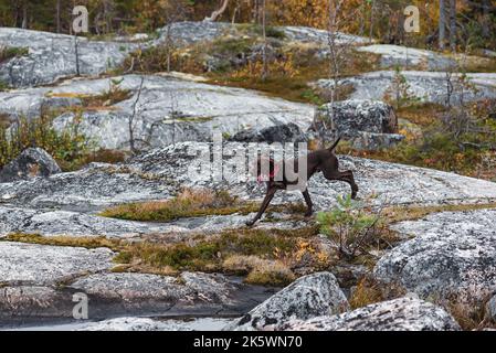 Jeune chien allemand à poil court (Kurzhaar) tournant librement dans la forêt d'automne pendant l'entraînement de chasse Banque D'Images