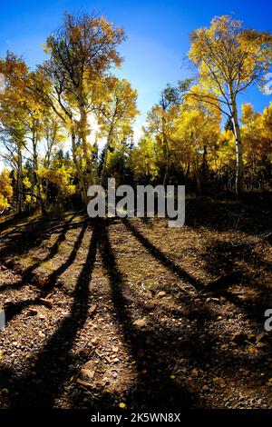 Forêt d'Aspen en automne couleurs d'automne avec de longues ombres contre-jour du soleil Banque D'Images