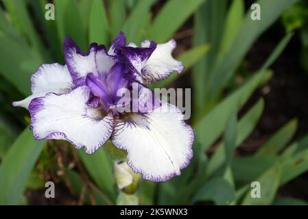 Grand blanc/violet/Voilet Iris 'Art déco' (Iris barbu) fleur cultivée dans les frontières de Holker Hall & Gardens, Lake District, Cumbria, Angleterre, Royaume-Uni Banque D'Images