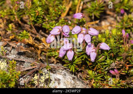 Gros plan de la lande bleue florale, Phyllodoce caerulea croissant sur une surface rocheuse dans le parc national Urho Kekkonen, dans le nord de la Finlande Banque D'Images