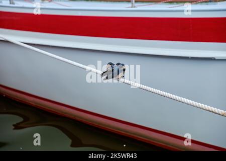 Trois jeunes barges de grange (Hirundo rustica) se nichent ensemble sur une ligne de bateau sur fond maritime-nautique. Banque D'Images