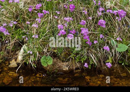 Un grand groupe de primroses d'oeil d'oiseau rose vif se bloquant sur la rive d'un fossé pendant une journée de fin de printemps en Estonie Banque D'Images