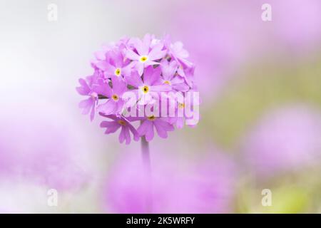 Gros plan d'un primevère d'oiseau rose vif qui fleurit à la fin d'une journée de printemps en Estonie Banque D'Images